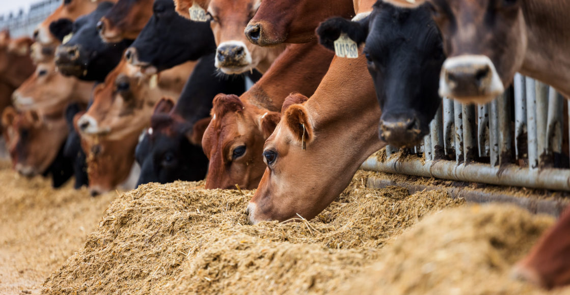 Dairy cows eating in the feedlot