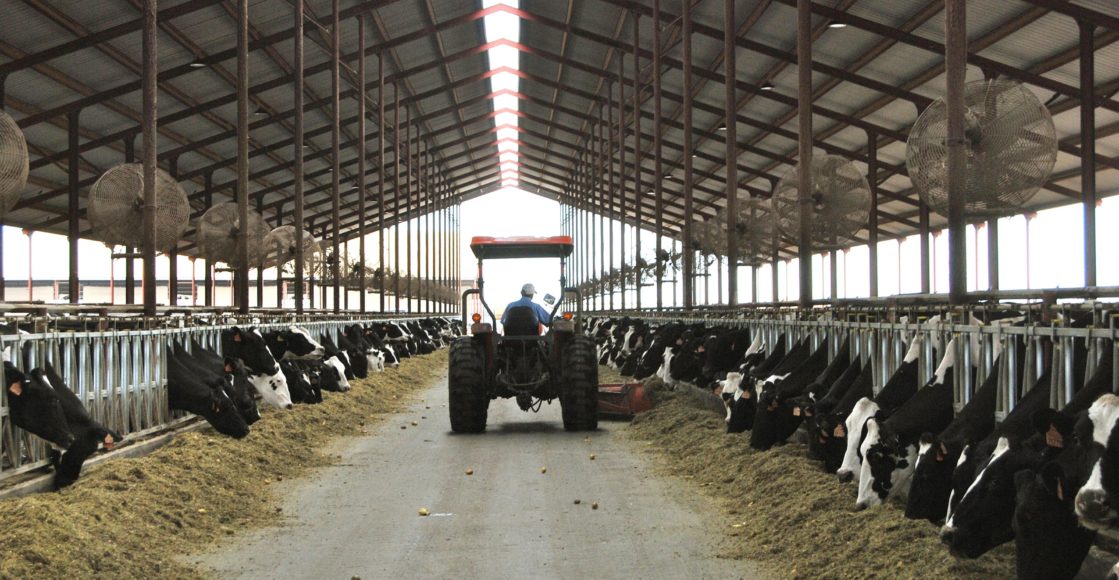 Tractor feeding dairy cows in feed barn
