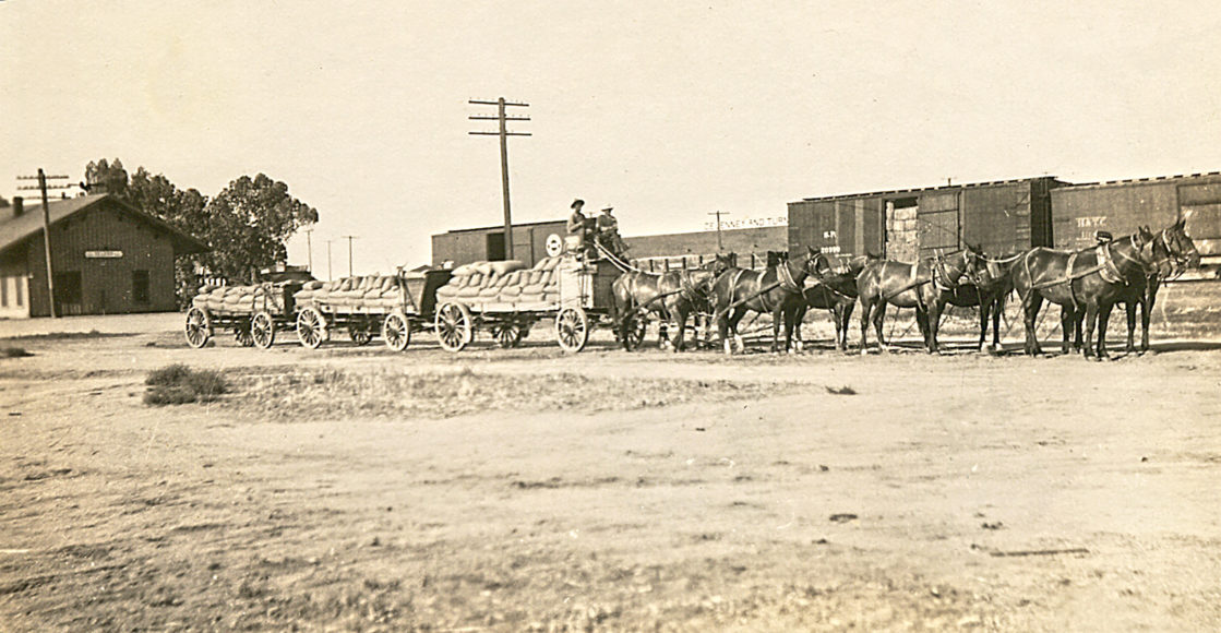 1886 team of horses pulling wagons full of grain